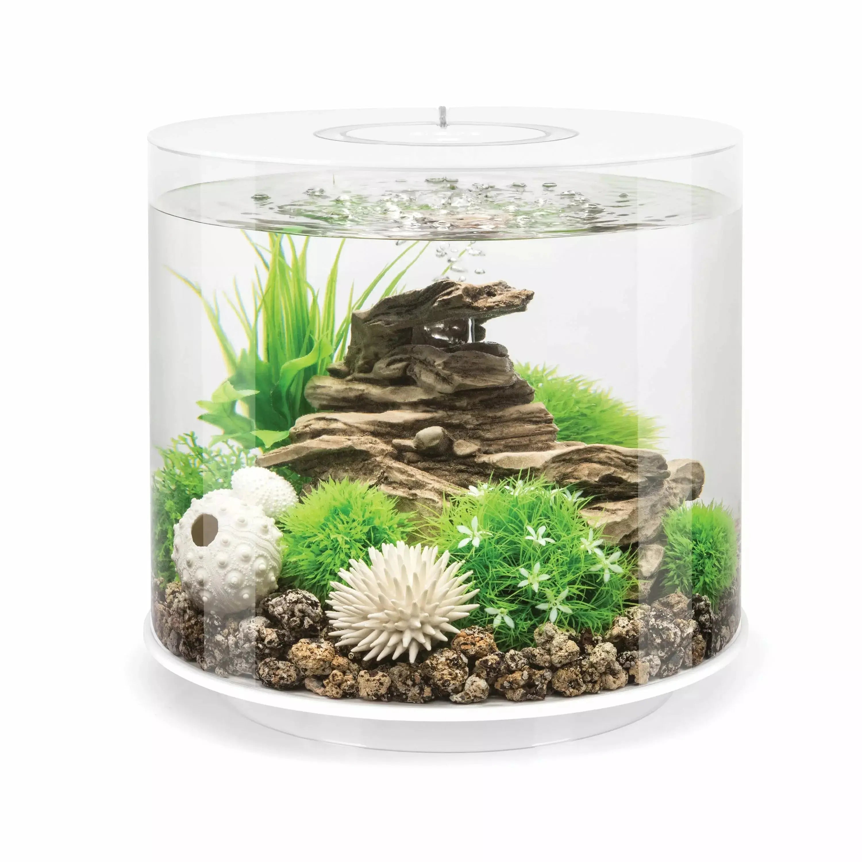 - Custom pet birthday cakebiOrb TUBE 15 Aquarium with Standard Light  4 gallon