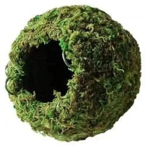- Chinchilla cooling ice nest ceramic plateGalapagos Mossy Cave Fresh Green Terrarium Hideaway - Chinchilla cooling ice nest ceramic plateGalapagos Mossy Cave Fresh Green Terrarium Hideaway