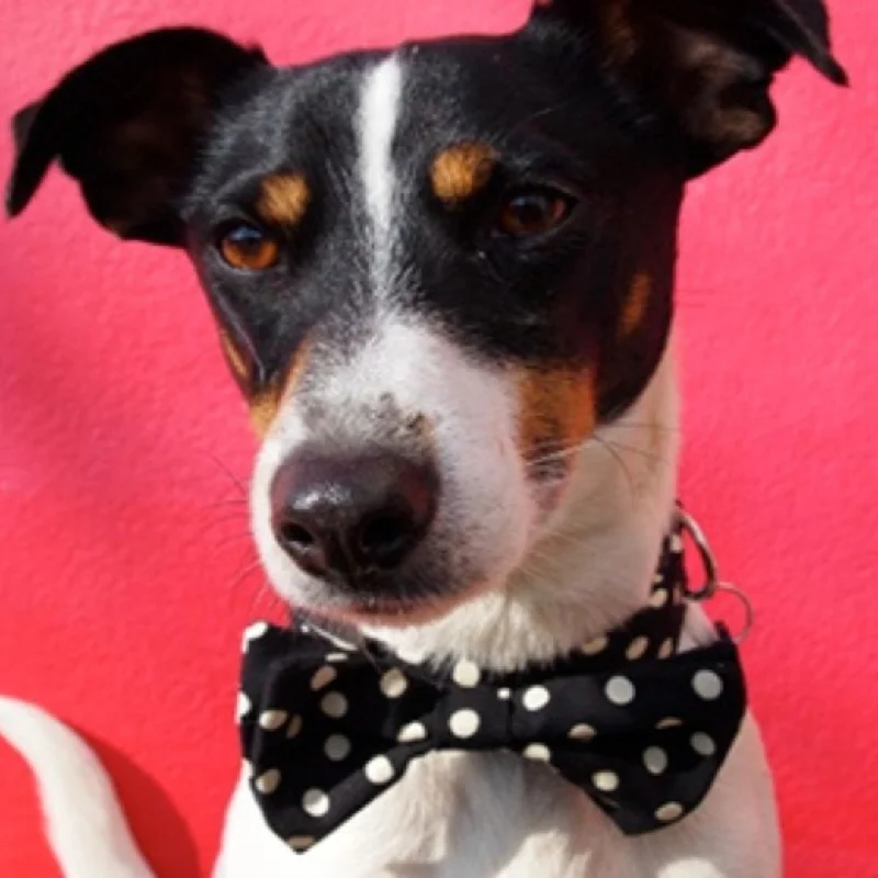 - Dog anti-slip matMr Phillips Bow Tie Designer Dog Collar